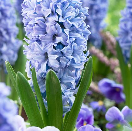 Hyacinthus Orientalis 'Delft Blue' 