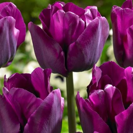 Tulipa Triumph 'Saigon' 