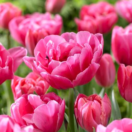 Tulipa Double Late 'Sunset Tropical' 