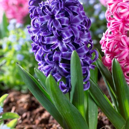 Hyacinthus Orientalis 'Blue Pearl' 