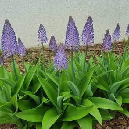Scilla Madeirensis 'Madeiran Squill' 