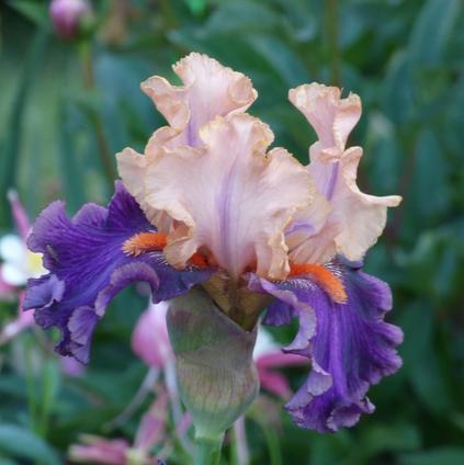 Iris Germanica 'Petalpalooza' 
