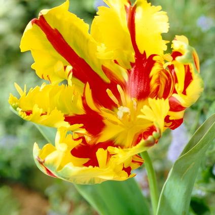 Tulipa Parrot 'Texas Flame' 