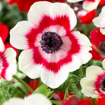Anemone Coronaria Single 'Duet' 