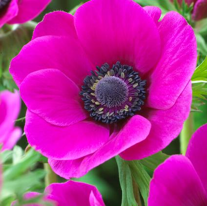Anemone Coronaria Single 'Sylphide' 