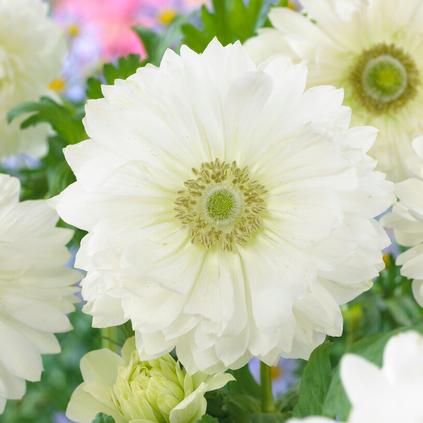 Anemone Coronaria Double 'Mount Everest' 