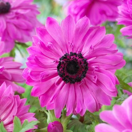 Anemone Coronaria Double 'The Admiral' 