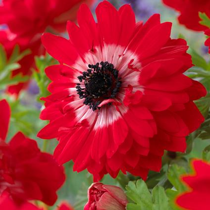 Anemone Coronaria Double 'The Governor' 