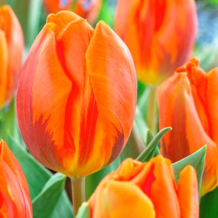 Tulipa Triumph 'Prinses Irene' 
