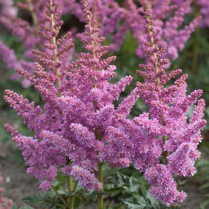 Astilbe chinensis 'Vision in Purple' (Ships in Spring) 