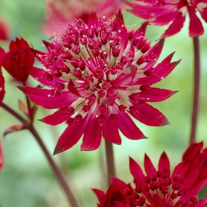 Astrantia major 'Claret' (Ships in Spring) 