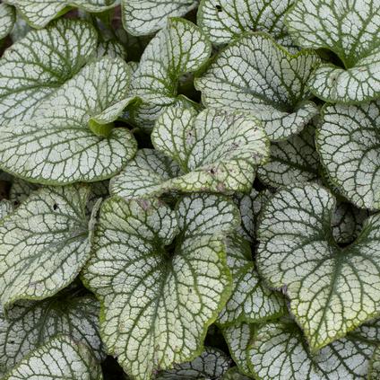 Brunnera 'Jack Forst' (Ships in Spring) 