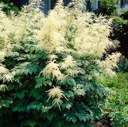 Aruncus 'Dioicus Kneiffii' (Ships in Spring) 