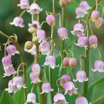 Convallaria Majalis 'Rosea' (Ships in Spring) 