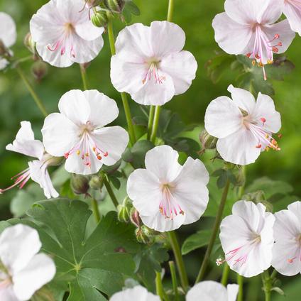 Geranium 'Biokovo' (Ships in Spring) 