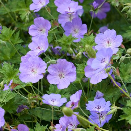 Geranium 'Rozanne' (Ships in Spring) 
