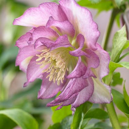 Helleborus 'Double Ellen Pink' (Ships in Spring) 
