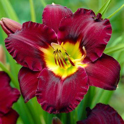 Hemerocallis 'Bela Lugosi' (Ships in Spring) 
