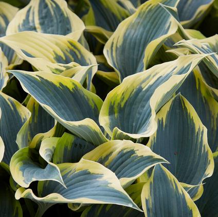 Hosta 'First Frost' (Ships in Spring) 