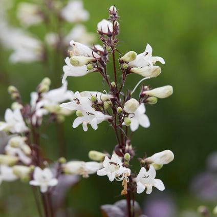 Penstemon digitalis 'Husker Red' (Ships in Spring) 