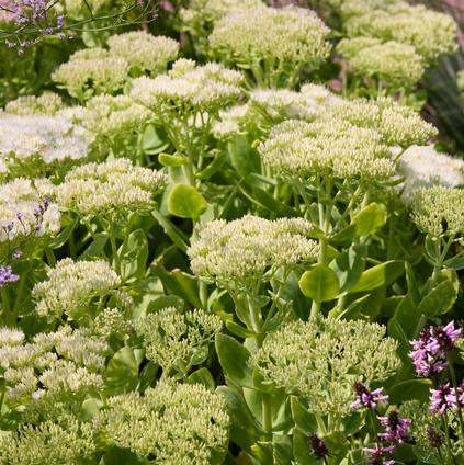 Sedum Tall Upright Clumping 'Stardust' 