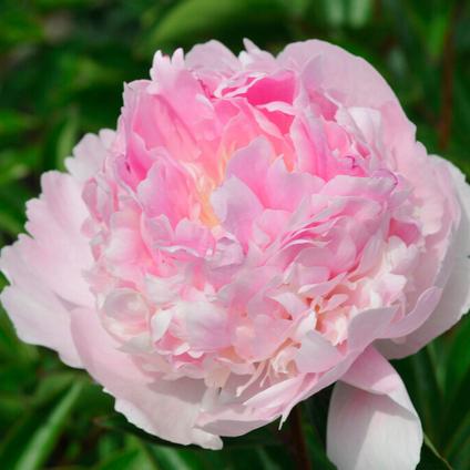 Paeonia 'Angel Cheeks' (Ships in Spring) 