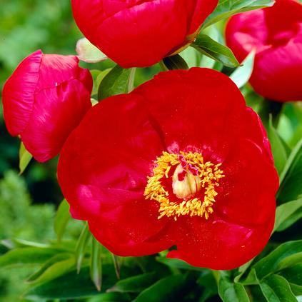Paeonia 'Blaze' (Ships in Spring) 