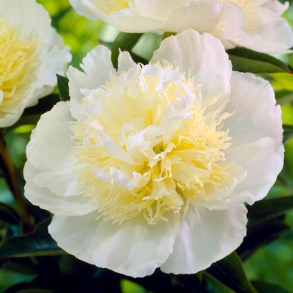 Paeonia 'Honey Gold' (Ships in Spring) 