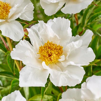 Paeonia 'Krinkled White' (Ships in Spring) 