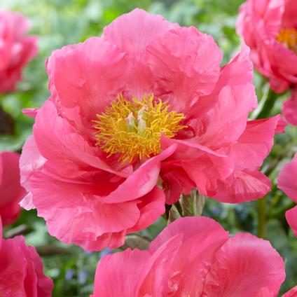 Paeonia 'Paula Fay' (Ships in Spring) 