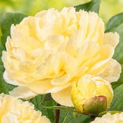 Paeonia 'Sunny Girl' (Ships in Spring) 