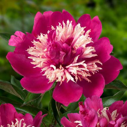 Paeonia 'Top Hat' (Ships in Spring) 