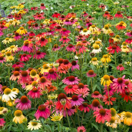 Echinacea 'Cheyenne Spirit' (Ships in Spring) 