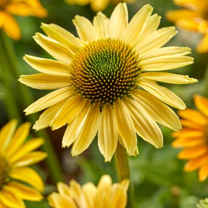Echinacea 'Mellow Yellows' (Ships in Spring) 