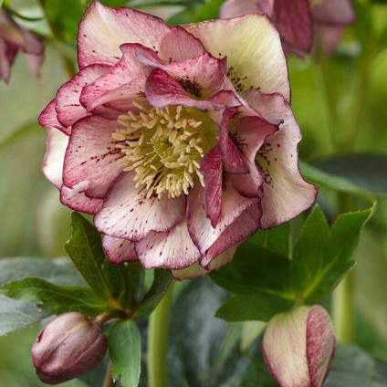Helleborus x hybridus 'Double Ellen Picotee' (Ships in Spring 