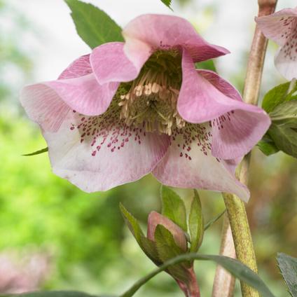 Helleborus x hybridus 'Pretty Ellen Pink' (Ships in Spring) 