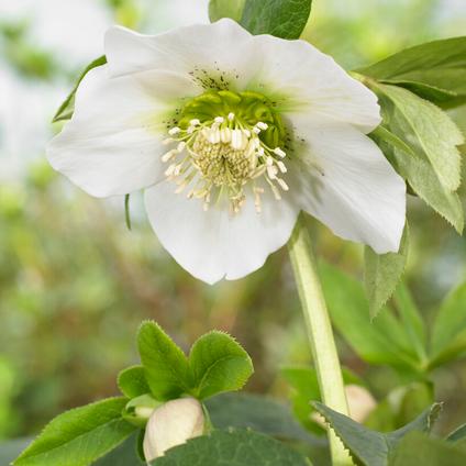 Helleborus x hybridus 'Pretty Ellen White (Ships in Spring) 