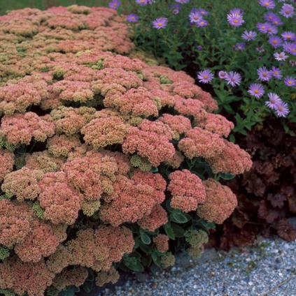 Sedum 'Autumn Joy' (Ships in Spring) 