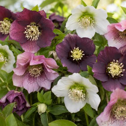 Helleborus x hybridus 'Pretty Ellen Mixed' (Ships in Spring) 