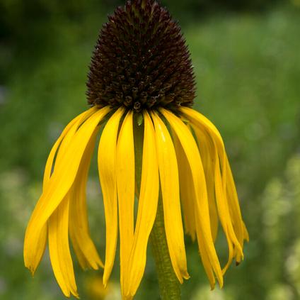 Echinacea purpurea 'Paradoxa' (Ships in Spring) 