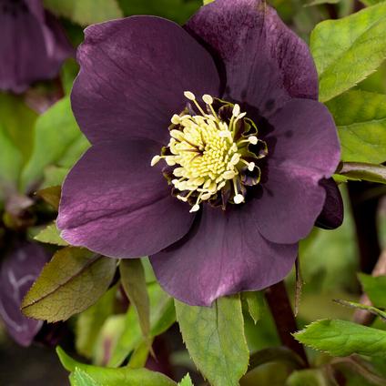 Helleborus x hybridus 'Pretty Ellen Purple (Ships in Spring) 