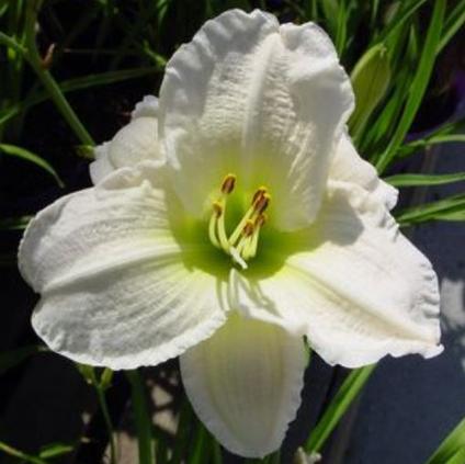 Hemerocallis 'Gentle Shepherd (Ships in Spring) 