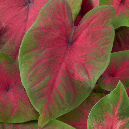 Caladium Fancy Leaf 'Postman Joyner (Ships in Spring) 