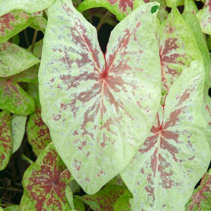 Caladium Fancy Leaf 'Seafoam Pink' (Ships in Spring) 