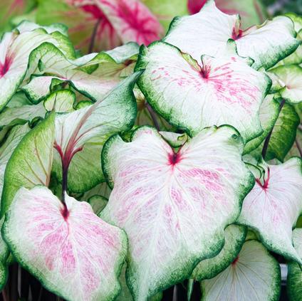 Caladium Strap Leaf 'White Lightning' (Ships in Spring) 