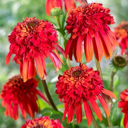 Echinacea purpurea 'Hot Papaya' (Ships in Spring) 