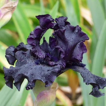 Iris germanica 'Raven Girl' 