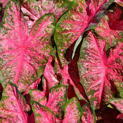 Caladium Fancy Leaf 'Pretty N Pink' (Ships in Spring) 