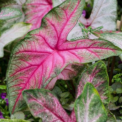 Caladium Fancy Leaf 'Summer Pink' (Ships in Spring) 