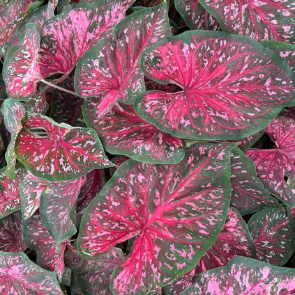 Caladium Strap Leaf 'Pink A Boo' (Ships in Spring) 